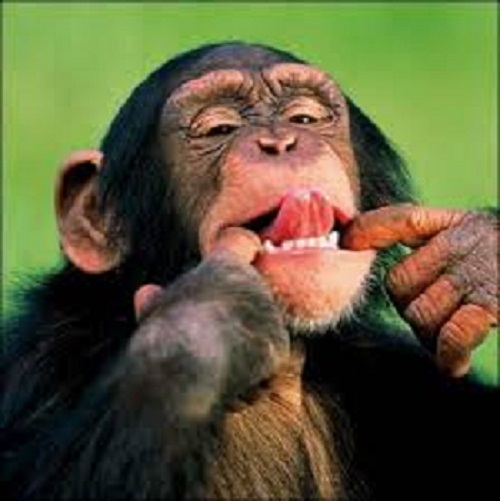 http://www.digitalstorm.com/forums/uploads/6454/MonkeyTongue.jpg